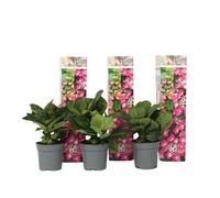Plant in a Box Hortensia - 3 Pcs. - Hydrangea Macrophylla Red Bull - Height 25-40Cm - Pot 9Cm