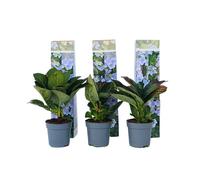 Plant in a Box Hortensia - 3 Pcs. - Hydrangea Macrophylla Teller Nizza - H25-40Cm - Pot 9Cm