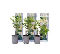 Plant in a Box Hortensia - 3 Pcs. - Hydrangea Paniculata Phantom - Height 25-40Cm - Pot 9Cm