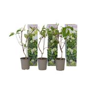 Plant in a Box Hortensia - 3 Pcs. - Hydrangea Paniculata Silver Dollar - H25-40Cm - Pot 9Cm