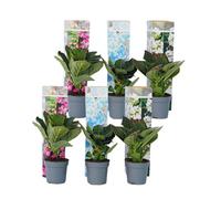 Plant in a Box Hortensia - 6 Pcs. - Hydrangea Macrophylla - Height 25-40Cm - Pot 9Cm