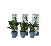 Plant in a Box Hortensia - 6 Pcs. - Hydrangea Macrophylla Teller Benxi - H25-40Cm - Pot 9Cm