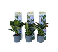 Plant in a Box Hortensia - 6 Pcs. - Hydrangea Macrophylla Teller Nizza - H25-40Cm - Pot 9Cm