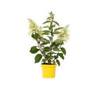 Plant in a Box Hortensia - Hydrangea Paniculata Candlelight - Height 25-40Cm - Pot 19Cm