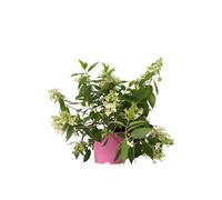 Plant in a Box Hortensia - Hydrangea Paniculata Confetti - Height 25-40Cm - Pot 19Cm