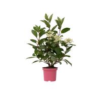 Plant in a Box Hortensia - Hydrangea Paniculata Early Harry - Height 25-40Cm - Pot 19Cm