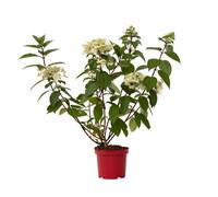 Plant in a Box Hortensia - Hydrangea Paniculata Wims Red - Height 25-40Cm - Pot 19Cm