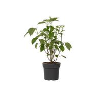 Plant in a Box Hortensia - Hydrangea Strong Annabelle - Height 30-40Cm - Pot 19Cm