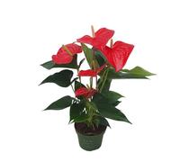 Plant in a Box Laceleaf - Anthurium Royal Champion - Height 35-45Cm - 12Cm