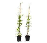 Plant in a Box Leather Flower - 2 Pieces - Clematis The President - Height 100-120Cm - Pot 17Cm