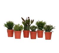 Plant in a Box Mistletoe Cactus - Set Of 6 - Rhipsalis - Height 8-12Cm - 5.5Cm