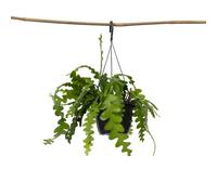 Plant in a Box Orchid Cactus - Epiphyllum Anguliger - Height 30-40Cm - Pot 15Cm