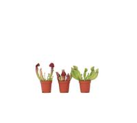 Plant in a Box Pitcher Plant - 3 Pcs. - Sarracenia Purpurea - Height 10Cm - Pot 5,5Cm