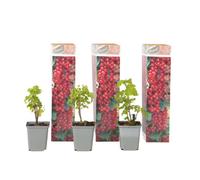 Plant in a Box Redcurrant - 3 Pcs - Ribes Rubrum - Height 25-40Cm - Pot 9Cm