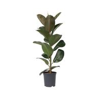 Plant in a Box Rubber Plant - Ficus Elastica Robusta - Height 75-100Cm - Pot 24Cm