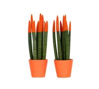 Plant in a Box Snake Plant Velvet Touch - 2 Pcs. - Sansevieria Cylindrica - H20-40Cm - Pot 9Cm