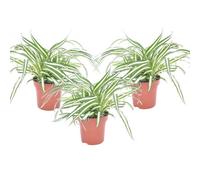 Plant in a Box Spider Plant - 3 Pcs. - Chlorophytum Comosum 'atlantic' - Height 25-40Cm - Pot 12Cm