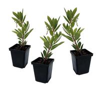 Plant in a Box Strawberry Tree - 3 Pcs. - Arbutus Unedo - Height 25-40Cm - Pot 9Cm