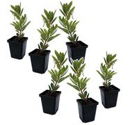 Plant in a Box Strawberry Tree - 6 Pcs. - Arbutus Unedo - Height 25-40Cm - Pot 9Cm