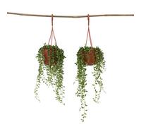 Plant in a Box String Of Pearls - 2 Pcs. - Senecio Rowleyanus - Height 10-20Cm - Pot 12Cm