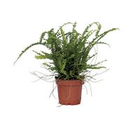 Plant in a Box Sword Fern - Nephrolepis Duffii - Height 25-40Cm - Pot 12Cm