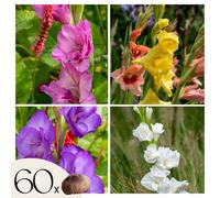 Plant in a Box Sword Lily - 60 Pcs. - Gladiolus Mix - Flower Bulbs