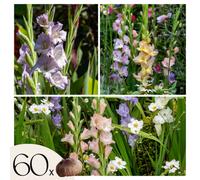 Plant in a Box Sword Lily - 60 Pcs. - Gladiolus Pastel Mix - Flower Bulbs