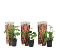 Plant in a Box Tayberry - 3 Pcs. - Rubus Tayberry - Height 25-40Cm - Pot 9Cm