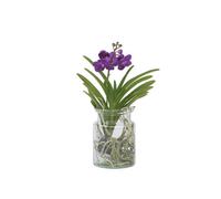 Plant in a Box Vanda Orchid - Vanda Blue - Height 40-50Cm - Pot 14Cm