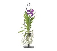 Plant in a Box Vanda Orchid - Vanda Blue - Height 45-55Cm