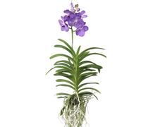 Plant in a Box Vanda Orchid - Vanda Magic Royal Blue - Height 55-65Cm