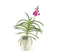 Plant in a Box Vanda Orchid - Vanda Pink - Height 55-65Cm