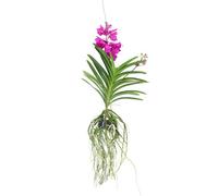 Plant in a Box Vanda Orchid - Vanda Tayanee Cerise - Height 55-65Cm