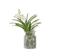 Plant in a Box Vanda Orchid - Vanda White - Height 40-50Cm - Pot 14Cm
