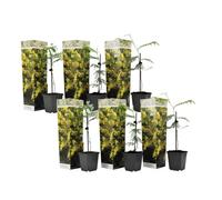 Plant in a Box Yellow Mimosa - 6 Pcs. - Mimosa Dealbata - Height 25-40Cm - Pot 9Cm