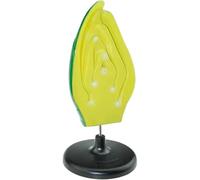Plant Model Plant Anatomical Anatomy Model Science and Education Instrument Anatomical Bud Structure Science Models for Teaching Includes Study Guide