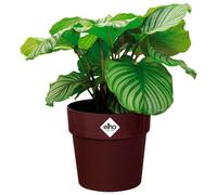 Plant Pot Mulberry 138x126 IN 21,9L
