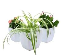 Plant Pot Pack Indoor Square White Gloss (Pack of 3, 18 CM Diameter)