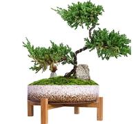 Plant Pots Indoor, 29 CM Ceramic Bonsai Pot with Drainage Large Succulent Plant Pot for Cactus Plant Garden Decorative Flower Pot with Stand