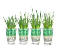 Plant Propagation Station, 4 Pieces Clear Hydroponics Plant Pots 9cm for Pothos Anthurium, Transparent Containers for Water Culture Herbs Cuttings(4-piece Set Green)