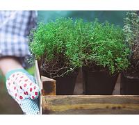 Plant Selection: Function and Form