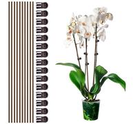 Plant Stake Clip Set Green, Plant Sticks Supplies Support Tall, Useful Support Clips, Fine Workmanship Allow Bending Suitable for Various Plant Pots Indoors and Outdoors (Brown)