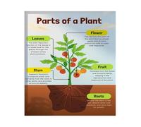Plant Structure and Function Poster Biology Educational Print Science Classroom Decor for Teachers Students Homeschool Curriculum(Framed,16X24inch(40X60cm))