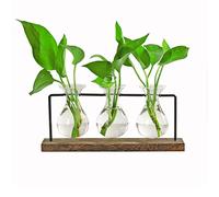 Plant Terrarium with Wooden Stand Innjoii - Propagation Station with 3 Hyacinth Vases, Wall Hanging Glass Planter Forcing Bulb Water Plant Holder Indoor Gifts for Women Office Home Plant Lovers