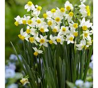 Plant Theory 10 X Daffodil Canaliculatus Bulbs Autumn Planting Bulb Collection
