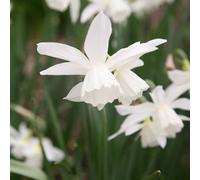 Plant Theory 10 X Daffodil Petrel Bulbs Autumn Planting Bulb Collection