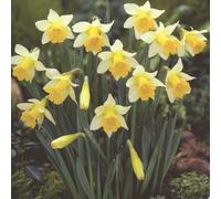 Plant Theory 10 X Daffodil Topolino Bulbs Autumn Planting Bulb Collection