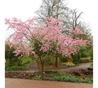 Plant Theory Accolade Flowering Cherry Blossom Tree Ornamental Prunus 12L Pot 1.5M - 1.8M
