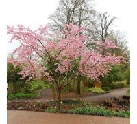 Plant Theory Accolade Flowering Cherry Blossom Tree Outdoor Ornamental Prunus Bare Root 1.2m in Green Plant Theory Green