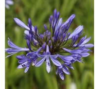Plant Theory African Lily Perennials Flowering Plants Agapanthus Africanus 2L Pot